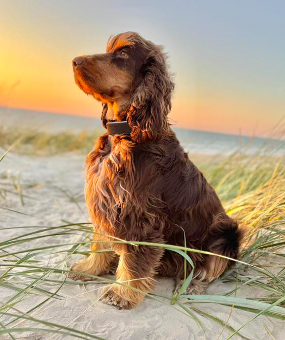 Duke Ellington | English Cocker Spaniel vom Erfurter Kakteenhof Duke Ellington | English Cocker Spaniel vom Erfurter Kakteenhof