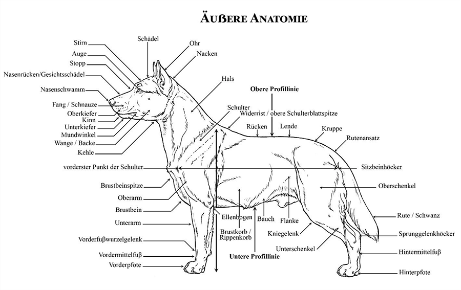 English Cocker Spaniel (äußere Anatomie)