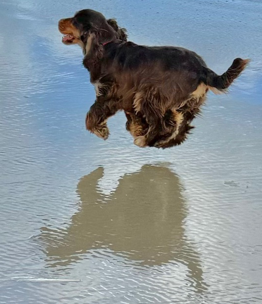 Duke Ellington fliegt übers Wasser | English Cocker Spaniel