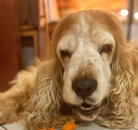 Spike | English Cocker Spaniel vom Erfurter Kakteenhof