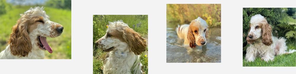 Maite vom Nikolausberg | English Cocker Spaniel vom Erfurter Kakteenhof