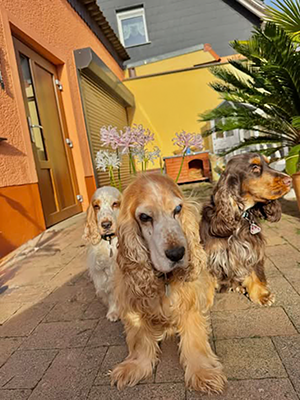 Maite vom Nikolausberg, Spike, Duke Ellington