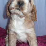 Spike 4 Wochen alt | English Cocker Spaniel vom Erfurter Kakteenhof