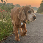 Spike 2025 | Cocker Spaniel vom Erfurter Kakteenhof