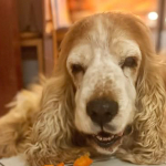 Spike 2025 | Cocker Spaniel vom Erfurter Kakteenhof