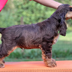 Duke Ellington als Welpe 2023 | English Cocker Spaniel